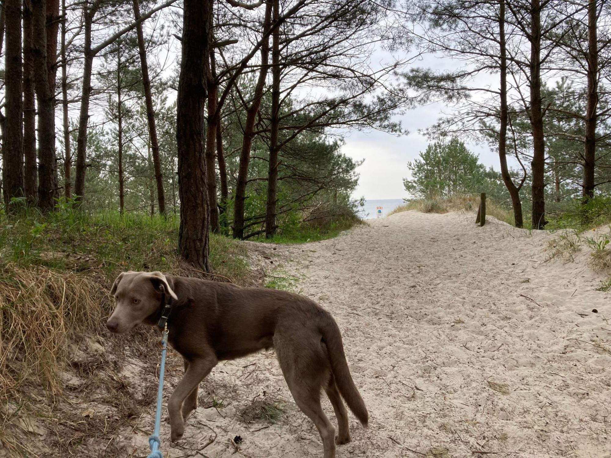 Reet Am Strand Mit Hund Karlshagen Exterior foto