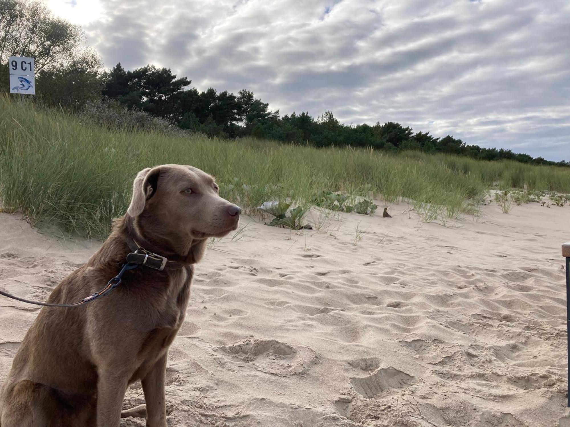 Reet Am Strand Mit Hund Karlshagen Exterior foto